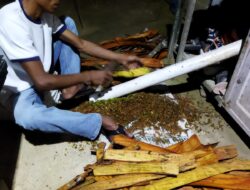 Indra Pengelola Tanaman Kulit Manis di Solsel