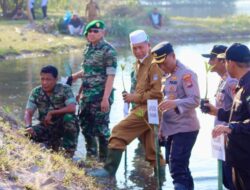 Hijaukan Pesisir Pantai Ribuan Bibit Mangrove Ditanam di Pasbar