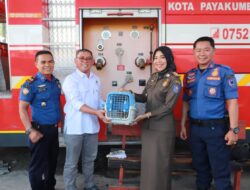 Diserahkan ke BKSDA Sumbar, Kukang Jadi Hewan Keempat yang Diselamatkan Damkar Payakumbuh