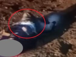 Tragis, Pemuda Banjarbaru Tewas Dililit Piton 4 Meter, Kepala Ular Ditebas Warga