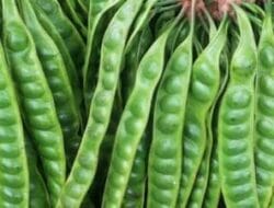 Petai, Berkhasiat Jaga Kesehatan Jantung