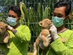 2 Bayi Singa Afrika Jantan-Betina Lahir di Kebun Binatang Surabaya, Diberi Nama Bima dan Dona 