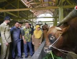 Sapi 1,8 Ton Milik Perwira Polri di Padang Panjang Dibeli Presiden Jokowi untuk Kurban di Sumbar