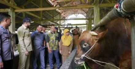 sapi kurban jokowi