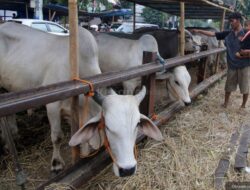 5 Sapi dengan Harga Termahal di Dunia, Ada yang Tembus Rp5 Miliar