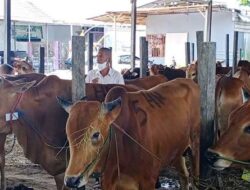 Dinas Pertanian Kotim Periksa Kesehatan Hewan Kurban Jelang Hari Raya Idul Adha 1444 H