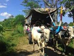 Angkutan Pedati di Pariaman Tinggal Kenangan, Gerobak Dijadikan ‘Museum’