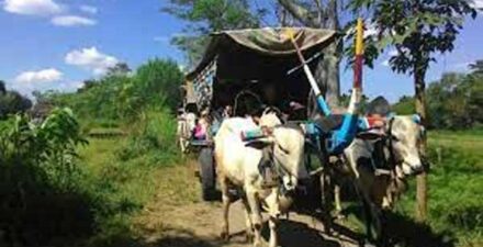 Angkutan Pedati di Pariaman Tinggal Kenangan, Gerobak Dijadikan ‘Museum’