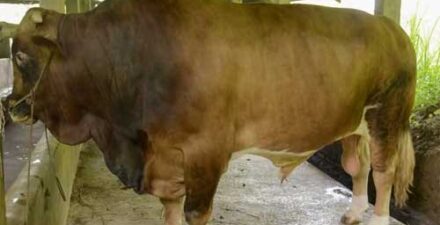 Sapi Asal Padang Panjang Dipilih Sebagai Hewan Kurban Presiden Jokowi