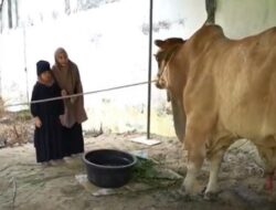 Kalahkan Bobot Hewan Kurban Presiden Jokowi, Sapi Terberat di Sumatera Disembelih