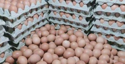 Telur ayam