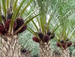 Peranan Kelapa Sawit dalam Perekonomian Sumatra Utara