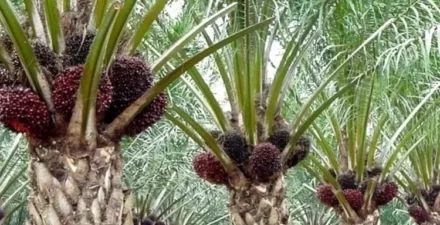 Peranan Kelapa Sawit dalam Perekonomian Sumatra Utara