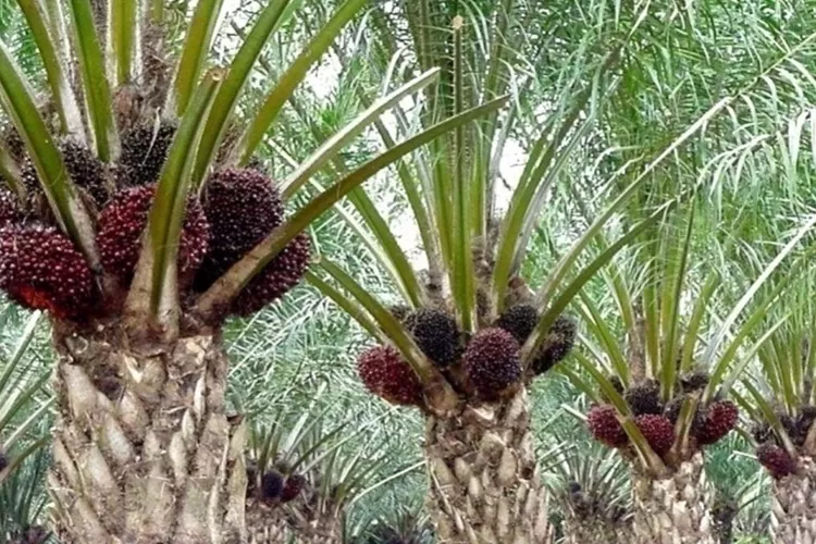 Kelapa Sawit