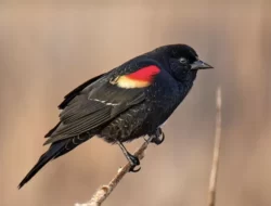 Keunikan dan Keindahan Burung Beo Nias: Kekayaan Flora dan Fauna Sumatra Utara