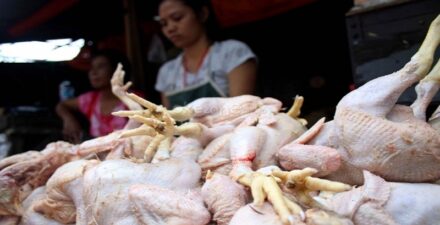 Ayam potong