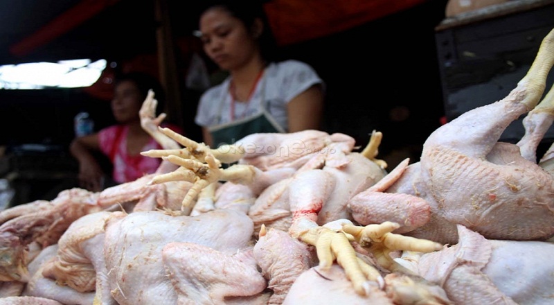 Ayam potong