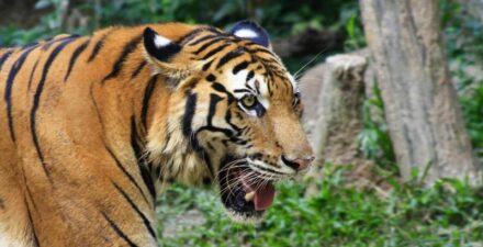 harimau