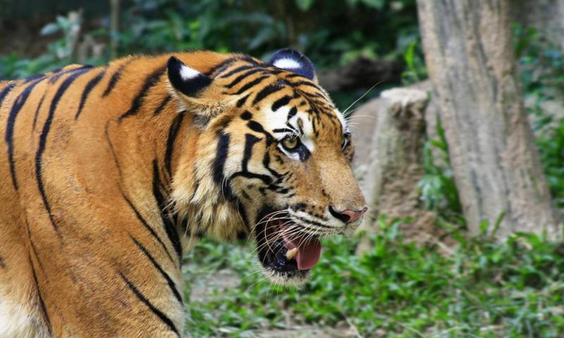 harimau