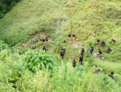 Penemuan Ladang Ganja di Perbatasan Kabupaten Karo dan Kabupaten Langkat, Sumatera Utara