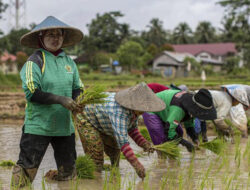 Potensi El Nino Mempengaruhi Produksi Padi di Indonesia