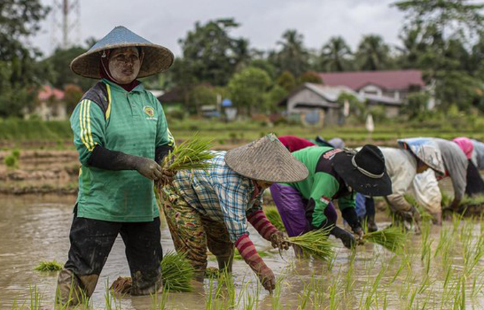 Produksi Padi