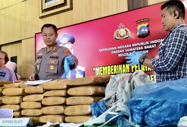 77 barang bukti ganja diamankan Polres Pariaman