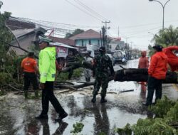 Pohon Tumbang Akibat Hujan Deras dan Angin Kencang di Padang: 14 Lokasi Terdampak