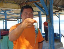 Peringatan Tim SAR: Ubur-ubur Beracun Muncul di Pantai Selatan Gunungkidul