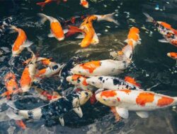 Gubernur Menilai Kontes Ikan Koi Bisa Menjadi Inspirasi Bisnis Bagi Pelaku UMKM Lokal