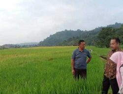 Hama Tikus Serang Areal Persawahan di Padang Panjang Timur