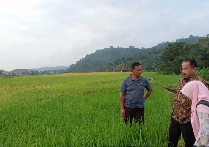 Sejumlah areal persawahan di Kecamatan Padang Panjang Timur kini diserang hama tikus.