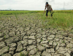 September 2023 Diprediksi sebagai Puncak Kekeringan akibat Fenomena El Nino