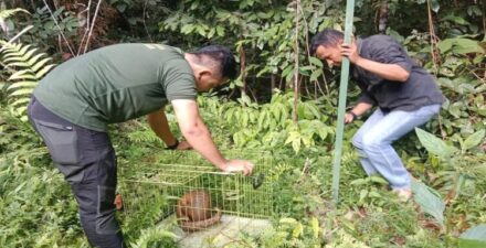 BKSDA Sumatera Barat Melepasliar Trenggiling ke Kawasan Hutan Cagar Alam Maninjau
