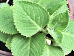 Tanaman Pengusir Kecoak: Solusi Alami untuk Rumah Bebas Kecoak