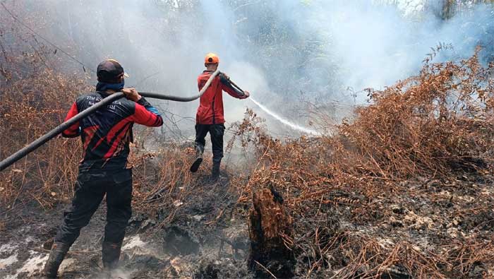Petugas pemadam kebakaran Kotim berjibaku memadamkan api yang membakar hutan dan lahan.