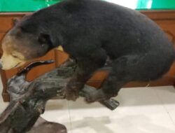 BKSDA Sumbar Gencarkan Patroli untuk Pelestarian Satwa Liar