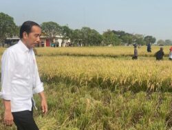 Presiden Jokowi Lakukan Panen Raya di Subang Sambil Dialog dengan Petani