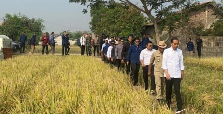 Presiden Jokowi gelar panen raya.
