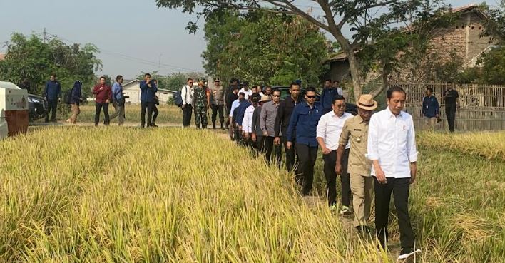 Presiden Jokowi gelar panen raya.