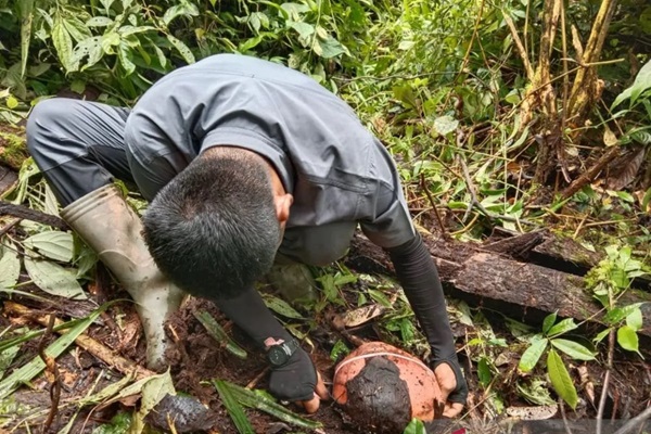 Rafflesia