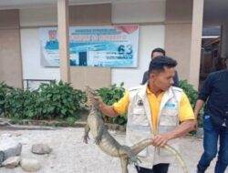 BKSDA Sumbar Evakuasi Biawak Masuk Sekolah