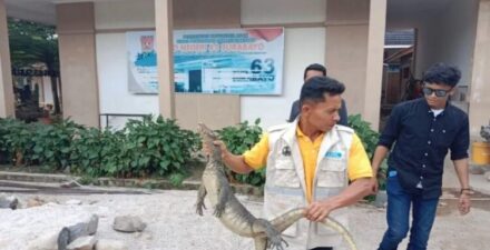 BKSDA Sumbar Evakuasi Biawak Masuk Sekolah