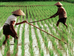 Peringatan Terhadap Keterpurukan Produksi Beras di Indonesia: Hanya Naik 0,55% dalam 22 Tahun Terakhir