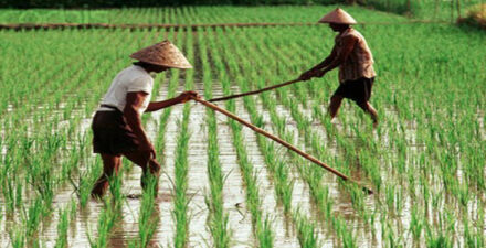 Peningkatan produksi beras.