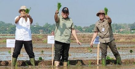Pemerintah kejar target produksi beras.