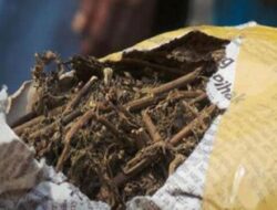 Warga Tanah Datar Nyaris Ditembak Mati saat Berusaha Kabur dari Kejaran Polisi dengan 45 Kilogram Ganja