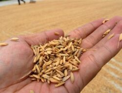 Harga Gabah di Sumatera Barat: Pessel Tertinggi, Tanah Datar Terendah