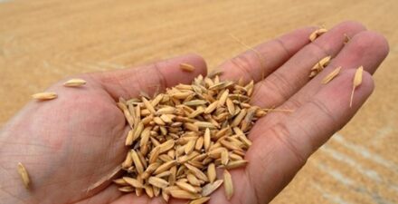 Harga Gabah di Sumatera Barat: Pessel Tertinggi, Tanah Datar Terendah