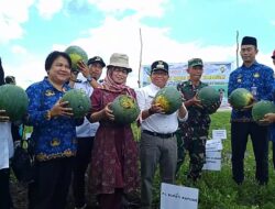 Pj Bupati Kapuas Ikut Panen Semangka di Desa Pulau Kaladan